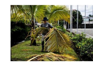 Poda de Palmeras, Tala de Palmeras Santiago - 325197730 | Vivastreet